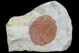 Detailed Fossil Leaf (Zizyphoides) - Montana #86701-1